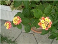 lantana